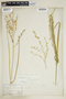 Glyceria canadensis image