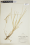 Glyceria canadensis image