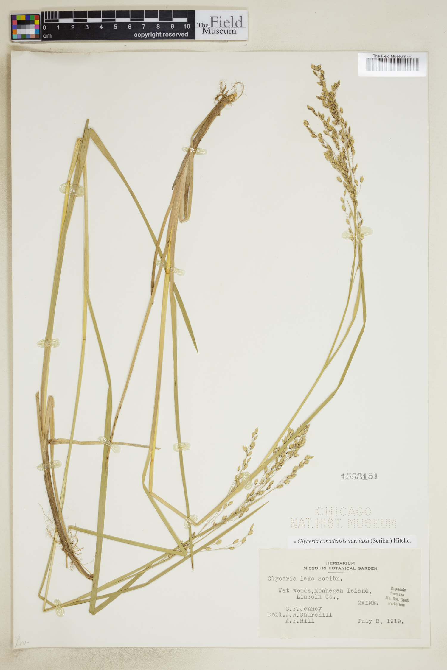 Glyceria canadensis var. laxa image