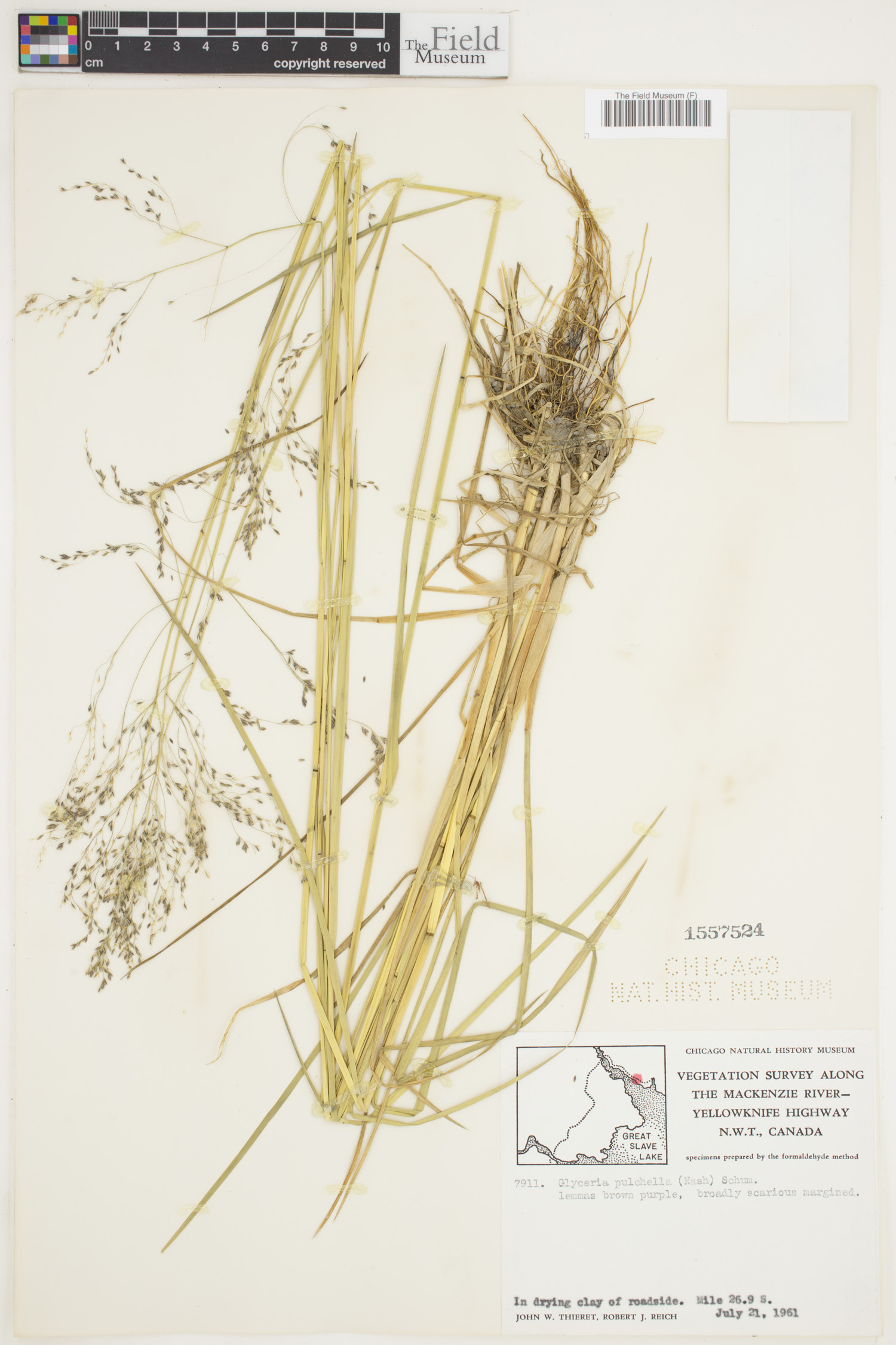 Glyceria pulchella image