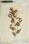 Pluchea odorata var. succulenta image