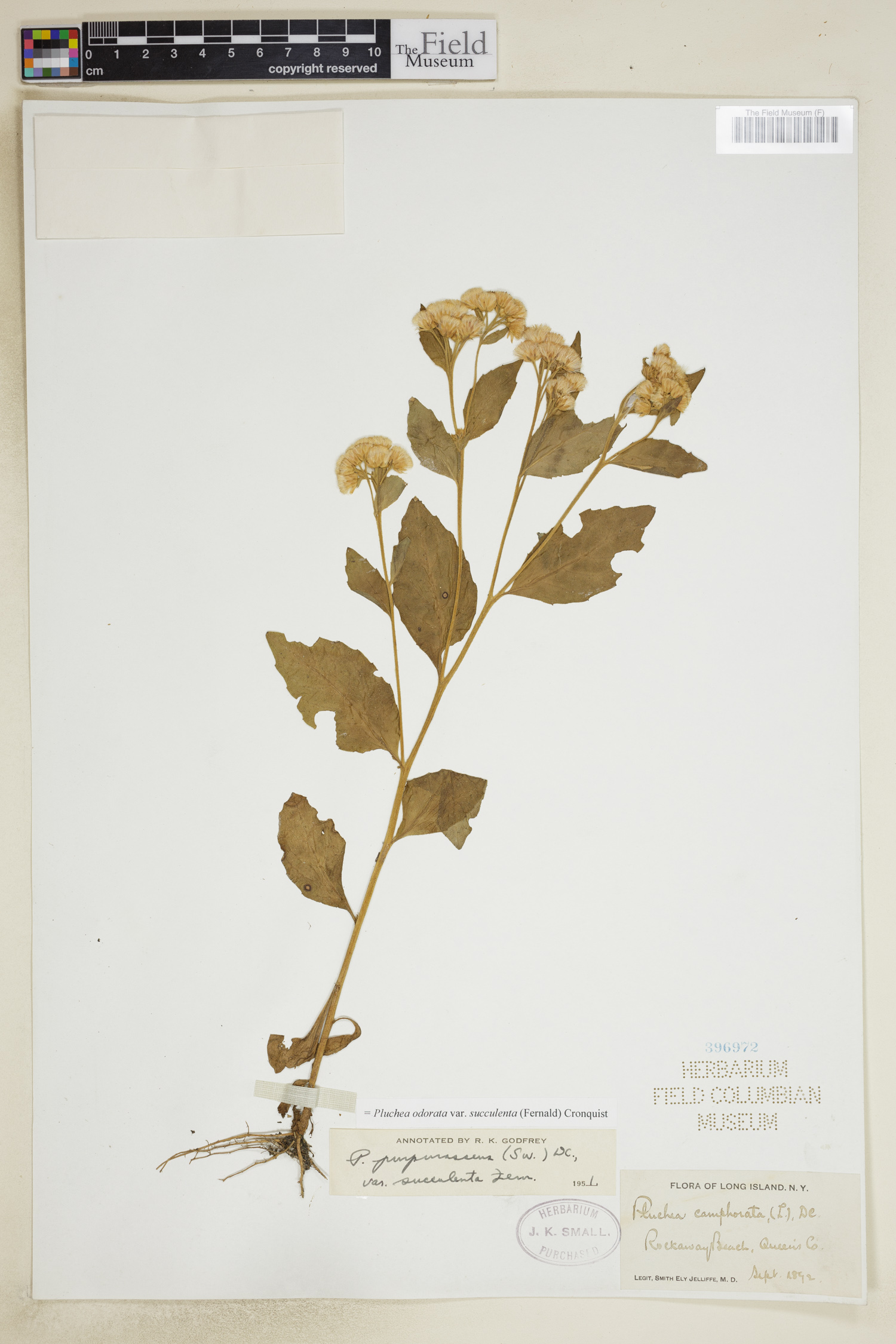 Pluchea odorata var. succulenta image