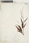 Persicaria glabra image