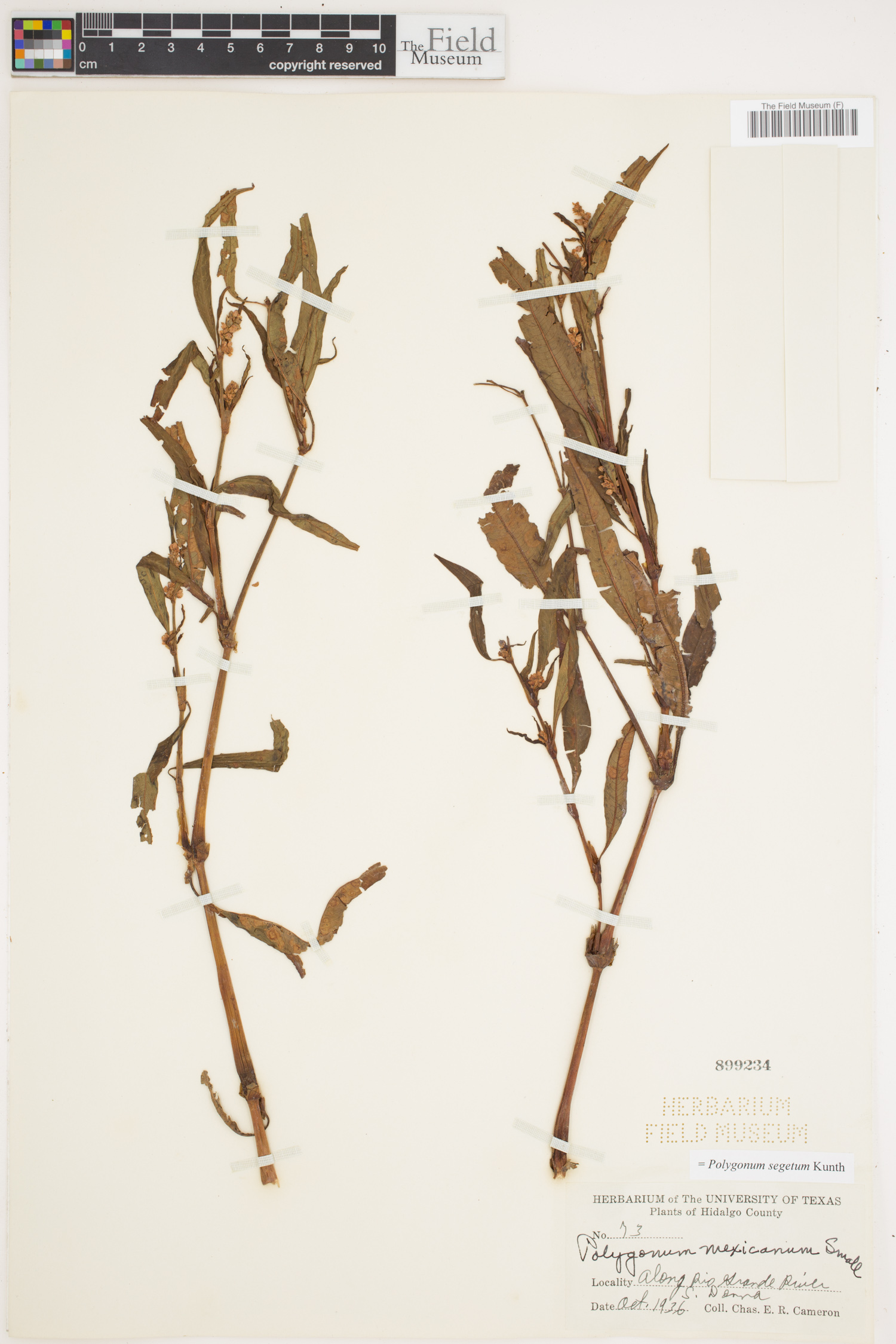 Polygonum segetum image