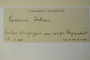 Iceland, B. A. Lynge s.n. (Accession number: none)