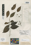 Myrcia hayneana var. paraensis O. Berg, BRAZIL, R. Spruce 537, Isotype, F