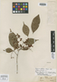 Myrcia kegeliana var. latifolia O. Berg, VENEZUELA, Fr. W. R. Hostmann 1246, Isosyntype, F