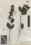 Myrcia lehmannii Hieron., COLOMBIA, F. C. Lehmann 7241, Isotype, F