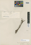 Myrcia linearifolia Cambess., BRAZIL, A. F. C. P. de Saint-Hilaire, Isotype, F