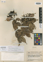 Myrcia sororopanensis Steyerm., VENEZUELA, J. A. Steyermark 60102, Holotype, F