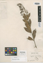 Myrcia suaveolens Cambess., BRAZIL, A. F. C. P. de Saint-Hilaire, Isotype, F