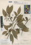 Myrcia subglabra McVaugh, Bolivia, O. Buchtien 956, Holotype, F