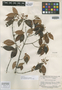 Myrcia tafelbergica Amshoff, VENEZUELA, B. Maguire 24441, Isotype, F