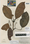 Myrcianthes prodigiosa McVaugh, SURINAME, B. Maguire 24657, Isotype, F