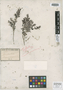 Myrtus lasca Vieill., NEW CALEDONIA, E. Vieillard 2614, Type [status unknown], F