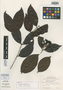 Syzygium nitidum Benth., G. W. Barclay 4010, Syntype, F