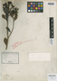 Syzygium punctatum Vieill., NEW CALEDONIA, E. Vieillard 2219, Type [status unknown], F