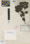 Tristania capitulata Pancher, NEW CALEDONIA, E. Vieillard 2274, Isotype, F