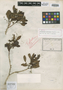 Tristaniopsis vieillardii Brongn. & Gris, NEW CALEDONIA, E. Vieillard 2079, Isotype, F