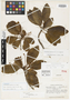 Conomorpha gracilis A. C. Sm., BRITISH GUIANA [Guyana], A. S. Pinkus 181, Isotype, F