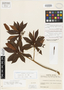 Grammadenia acuminata Lundell, COSTA RICA, P. H. Allen 5396, Isotype, F