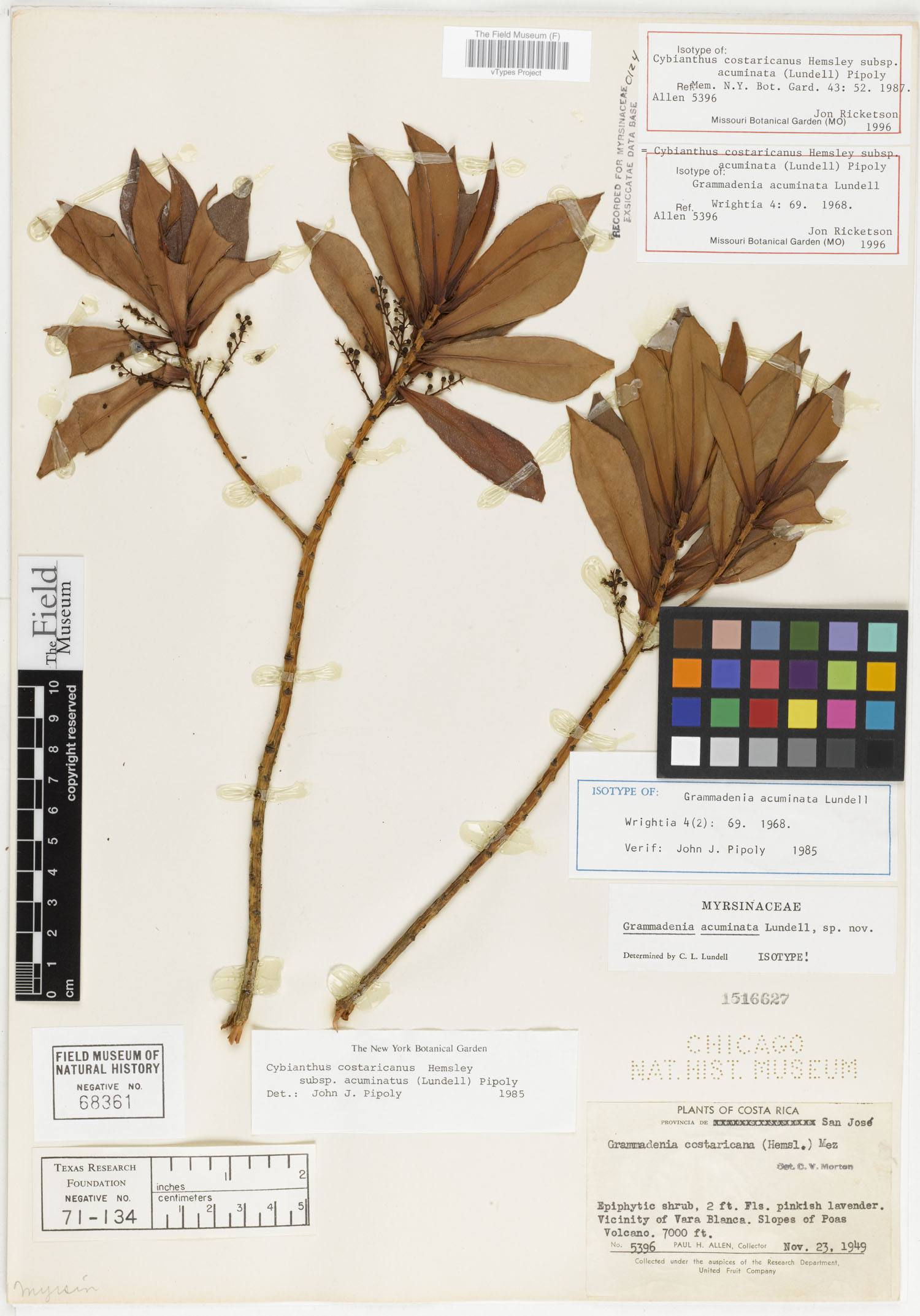 Cybianthus costaricanus subsp. acuminatus image
