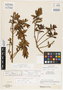 Grammadenia minor Lundell, COSTA RICA, L. O. Williams 24167, Holotype, F