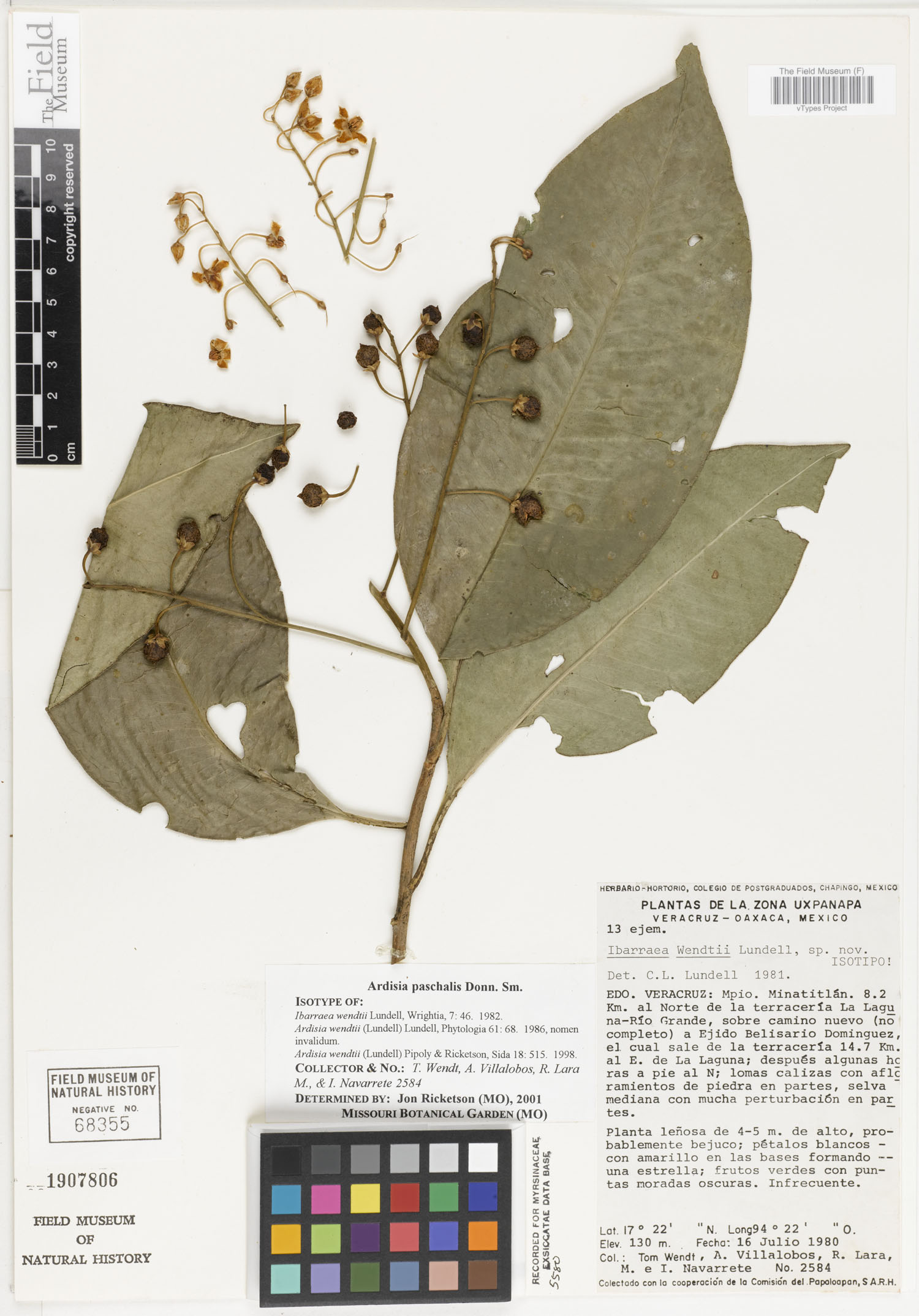 Ardisia paschalis image