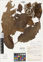 Parathesis longipedicellata Ricketson, COSTA RICA, C. Kernan 1155, Isotype, F
