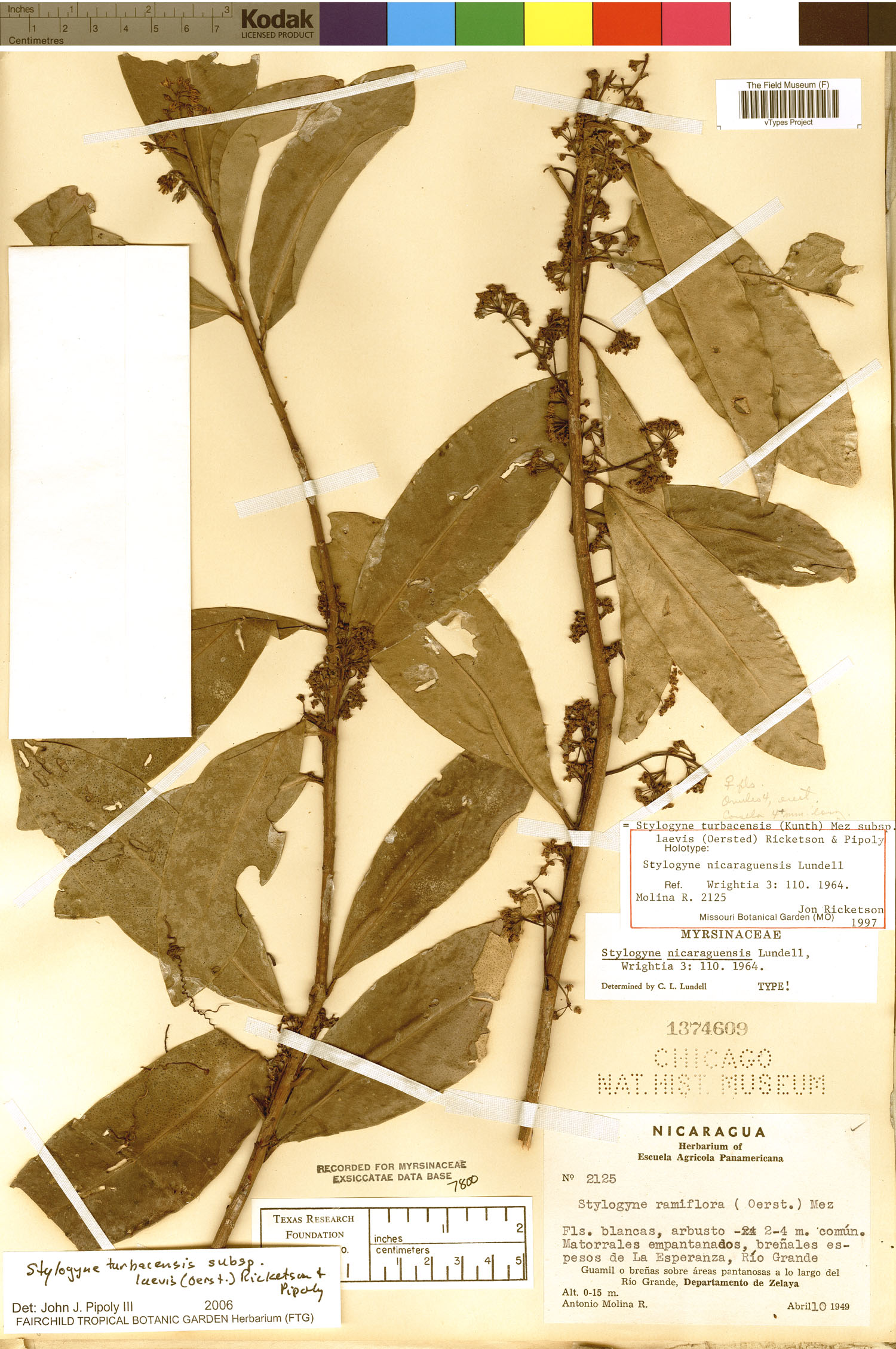 Stylogyne turbacensis subsp. laevis image