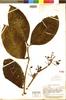 Stylogyne latifolia A. C. Sm., BRITISH GUIANA [Guyana], A. C. Smith 2808, Isotype, F