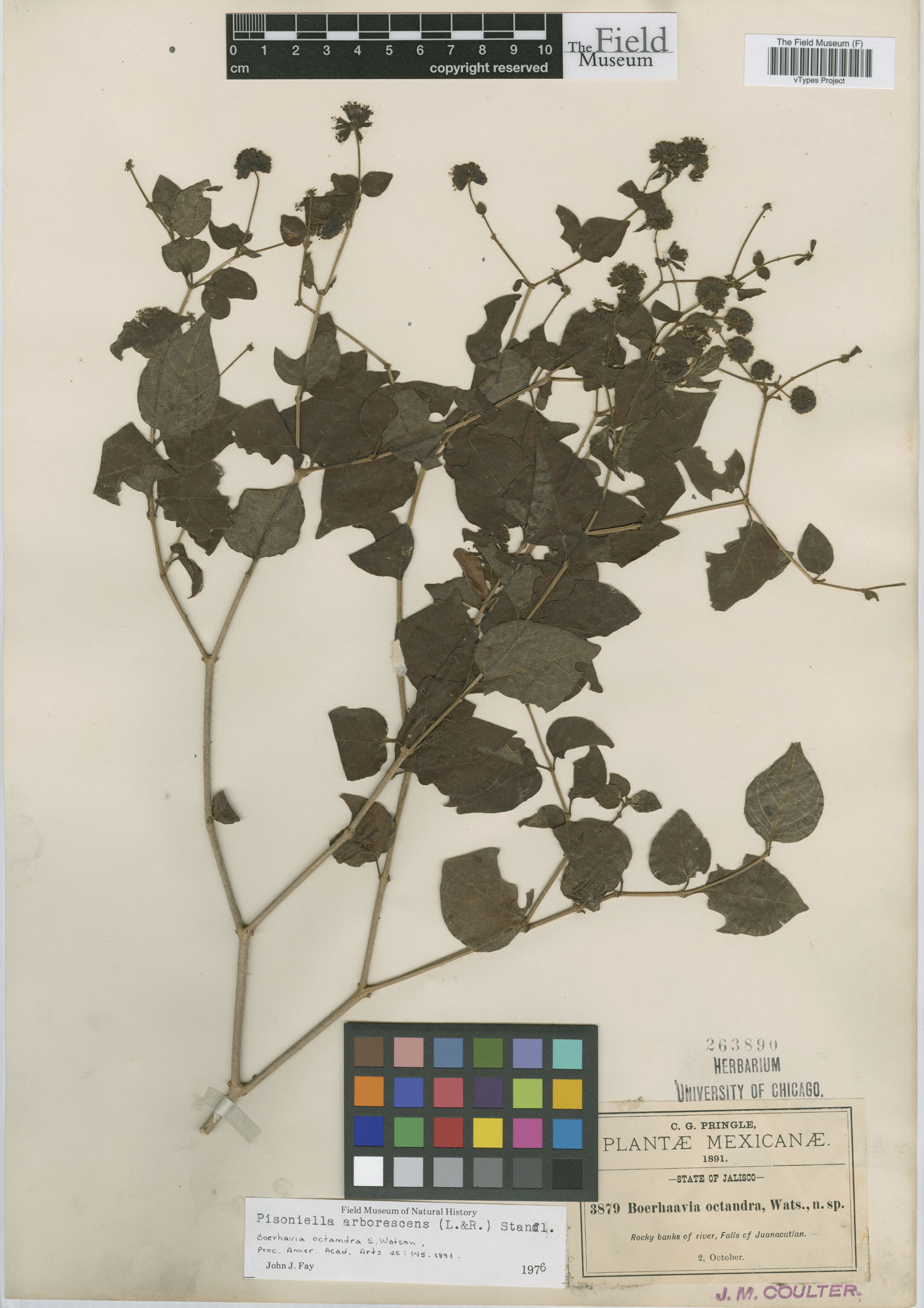 Boerhavia octandra image