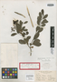 Torrubia bracei Britton, Bahamas, N. L. Britton 168, Isotype, F