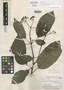 Torrubia kanukensis Standl., BRITISH GUIANA [Guyana], A. C. Smith 3594, Holotype, F