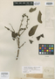 Liriosma guianensis Engl., BRITISH GUIANA [Guyana], R. H. Schomburgk 759, Isotype, F