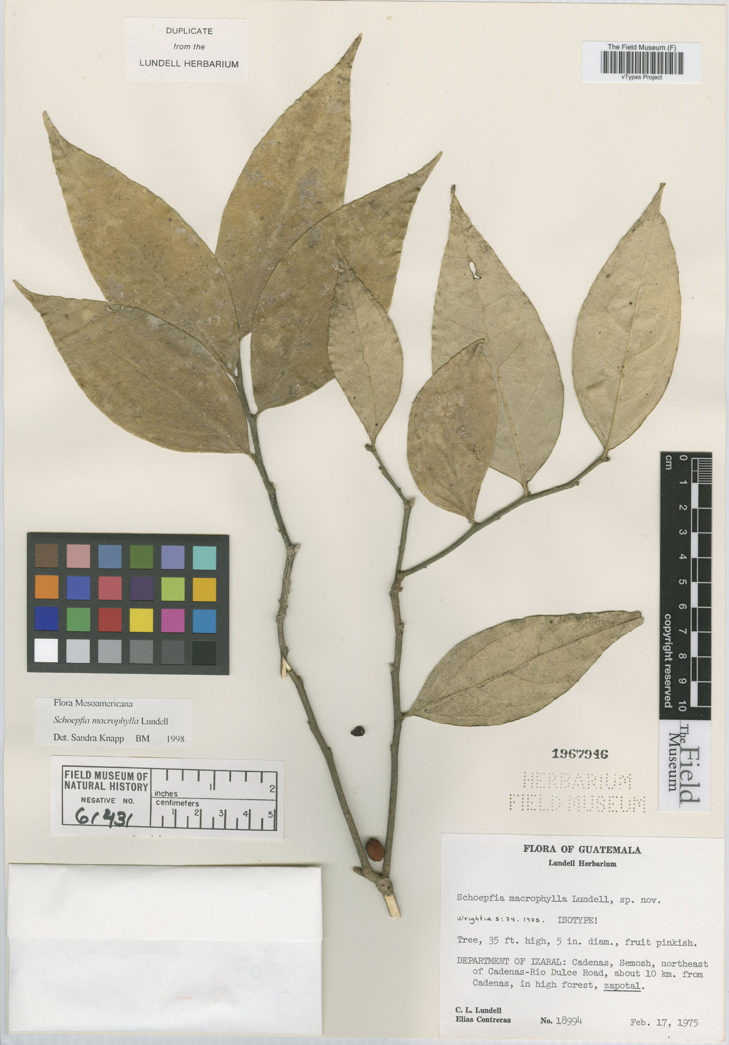 Schoepfia macrophylla image