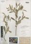 Forestiera segregata var. stenocarpa Kraenzl. & Urb., Bahamas, H. F. A. von Eggers 4088, Syntype, F