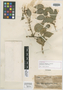 Jasminum degeneri Kobuski, Fiji, O. Degener 14980, Isotype, F