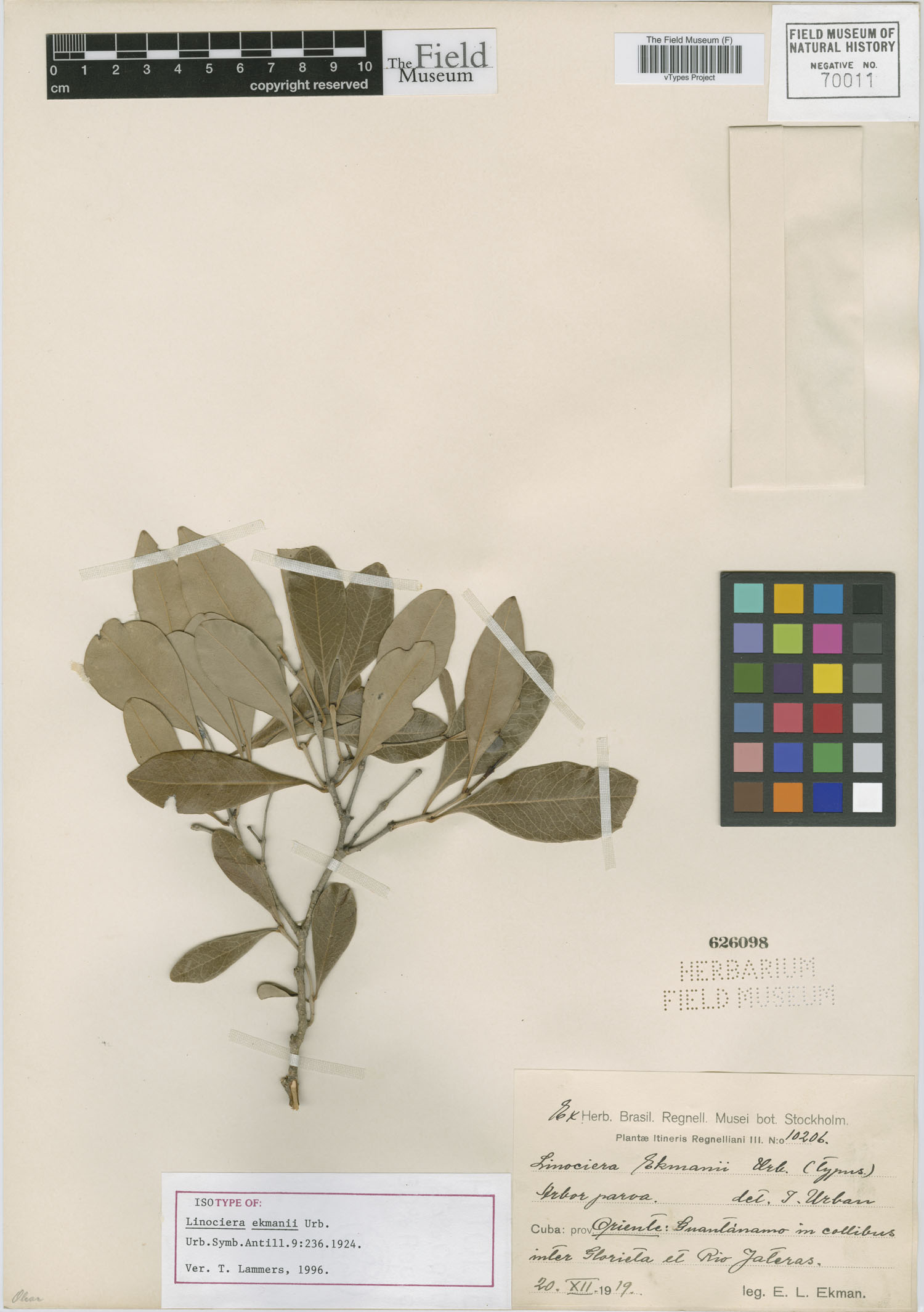 Chionanthus bumelioides subsp. bumelioides image