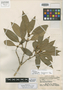 Osmanthus hainanensis P. S. Green, CHINA, N. K. Chun 44193, Isotype, F