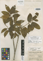 Osmanthus reticulatus P. S. Green, CHINA, A. N. Steward 931, Isotype, F