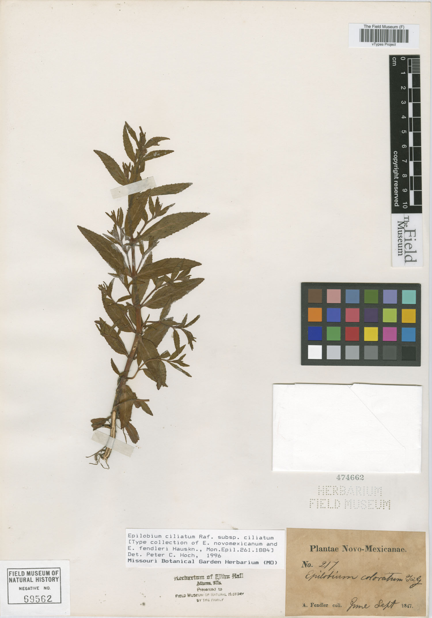 Epilobium fendleri image