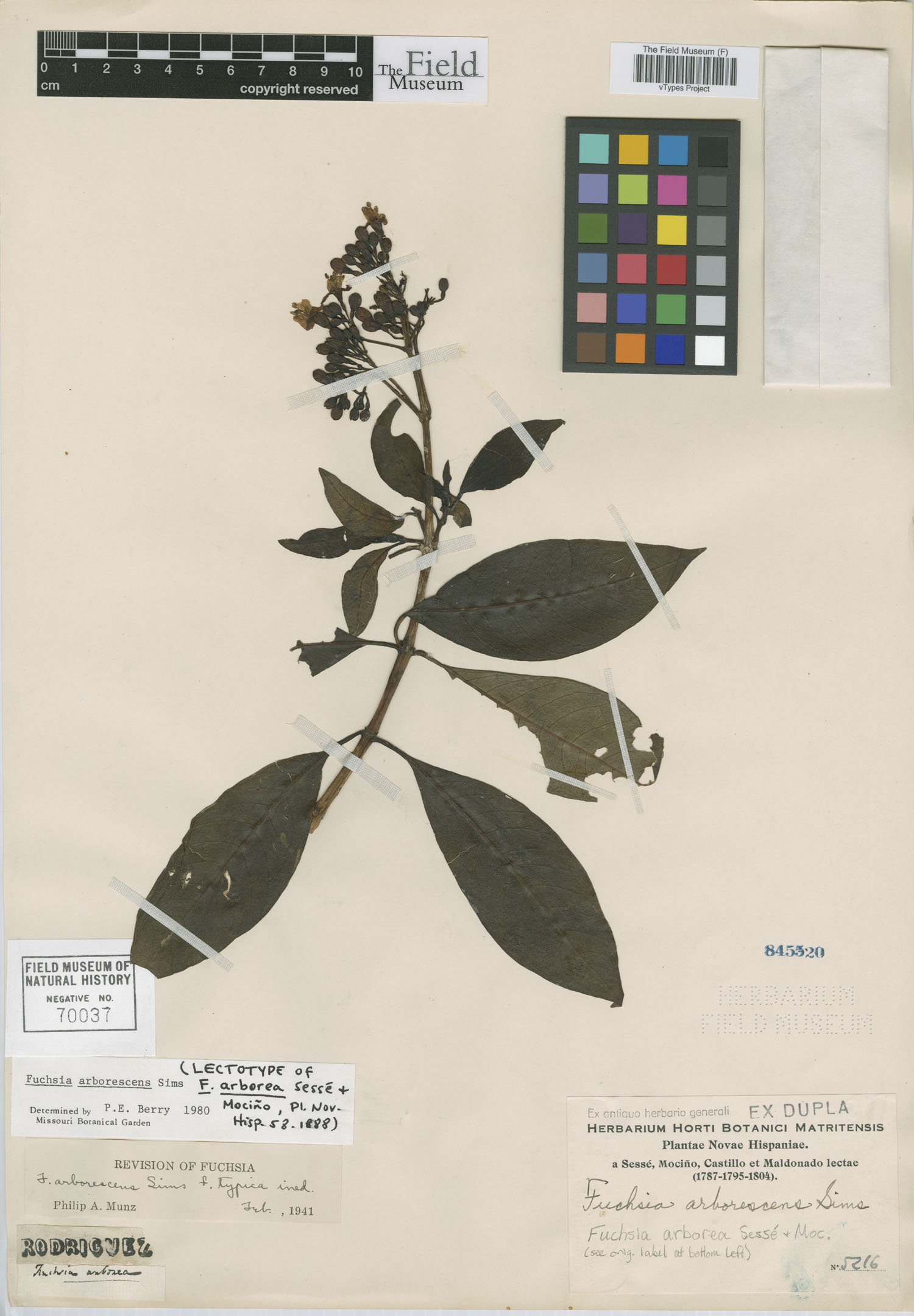 Fuchsia arborea image