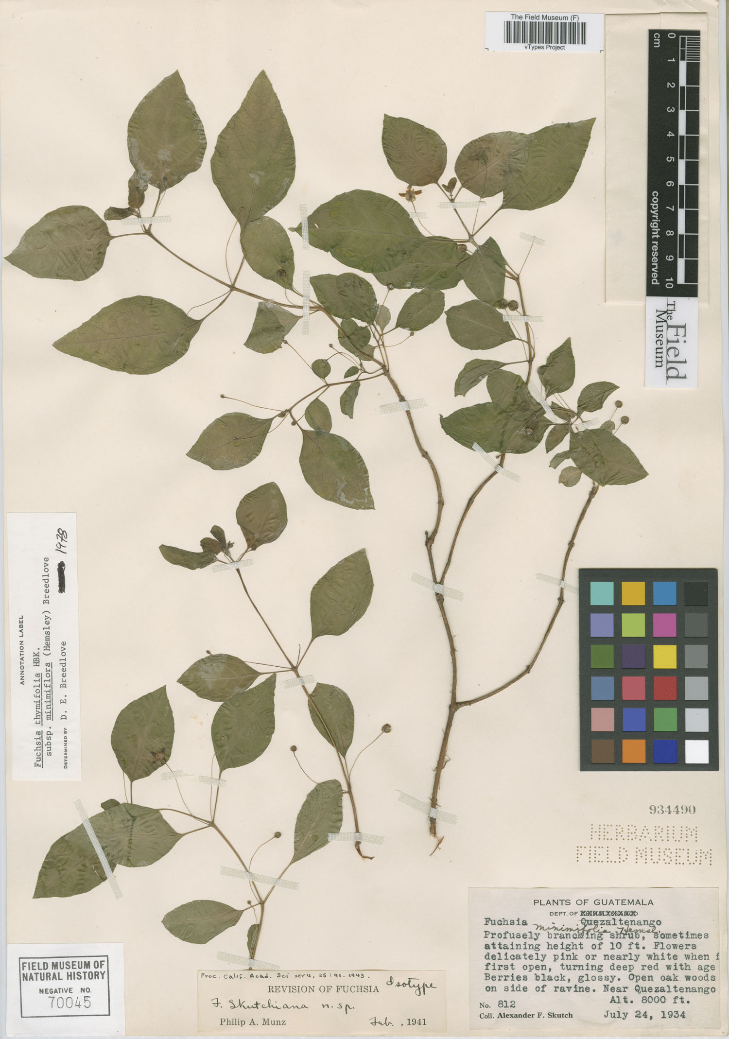 Fuchsia thymifolia subsp. minimiflora image