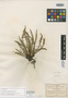 Lavauxia palustris image