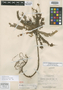 Biophytum mucronatum Lourteig, PANAMA, P. H. Allen 3775, Isotype, F