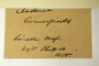 U.S.A. (Massachusetts), J. L. Russell s.n. (Accession number: 277370)