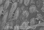 Acrobolbus, lophocoleoides, sem surfaces, JEB03265, x20000