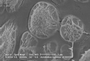 Acrobolbus, lophocoleoides, sem surfaces, JEB03265, x40000