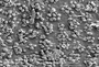 Acrobolbus, ochrophyllus, papillae on lumen of cells, adaxial surface, E16739, x1439